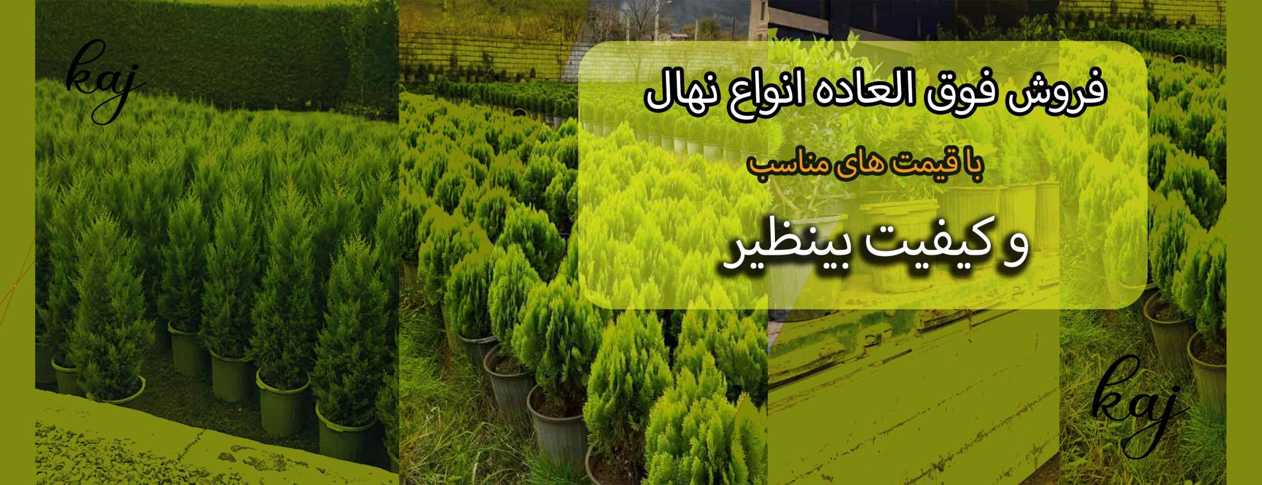 home page 2 نهالستان-بزرگ-کاج-شیراز-فروش-نهال