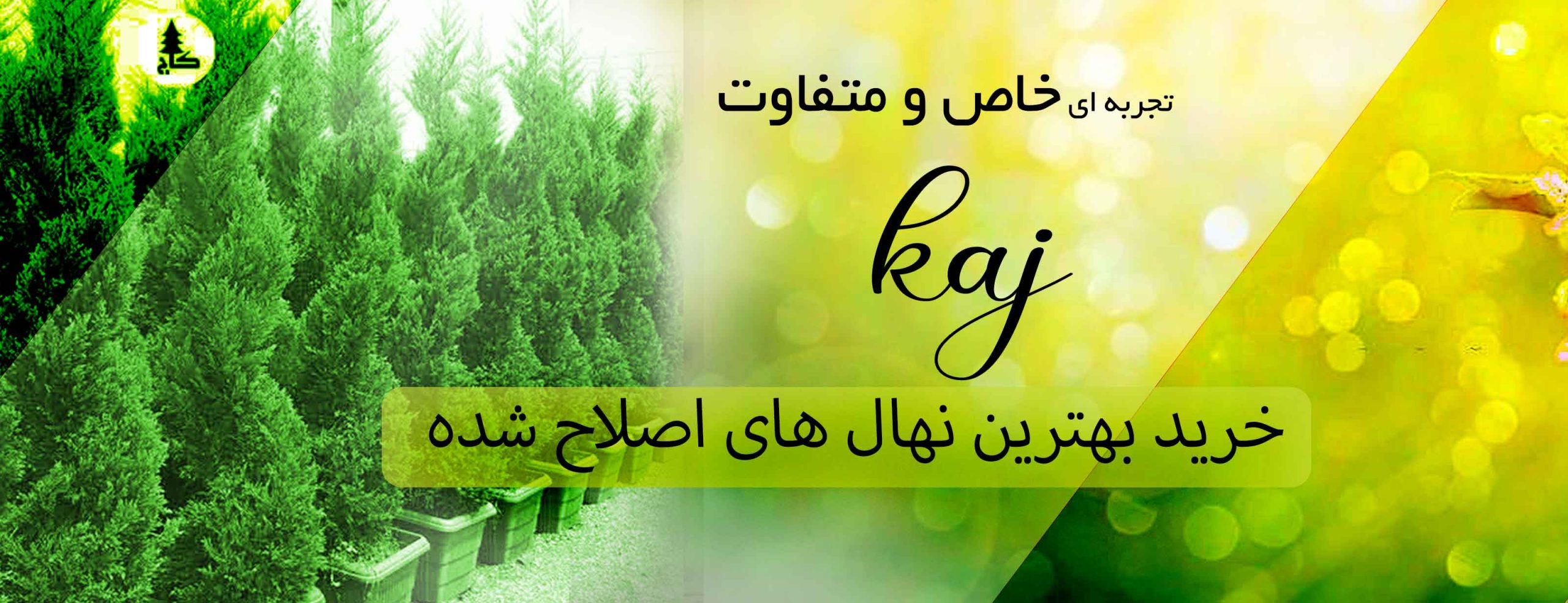 home page 1 نهالستان-کاج