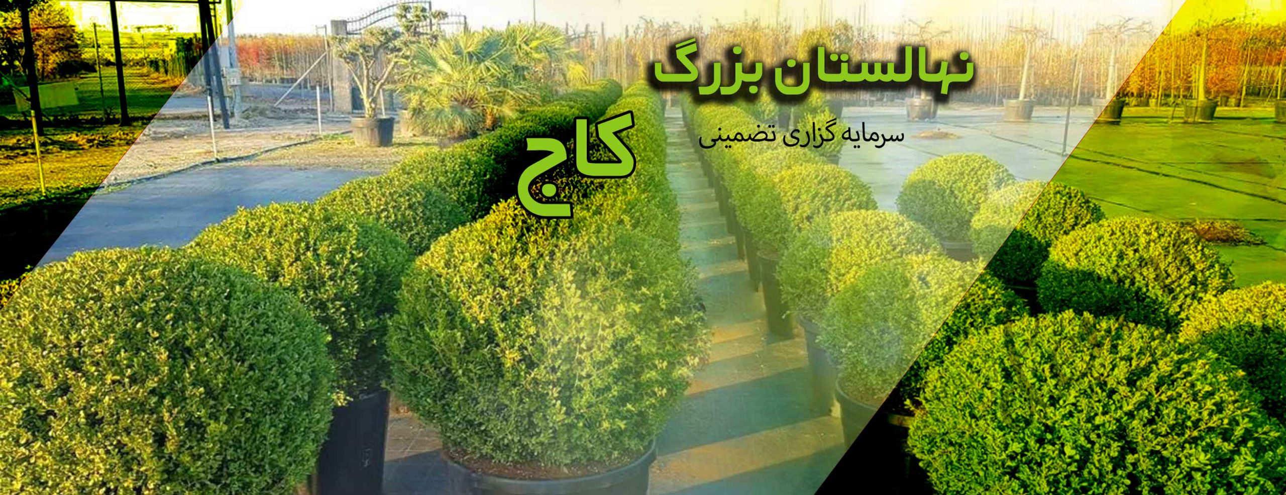 home page 3 نهالستان-کاج-شیراز-بنر