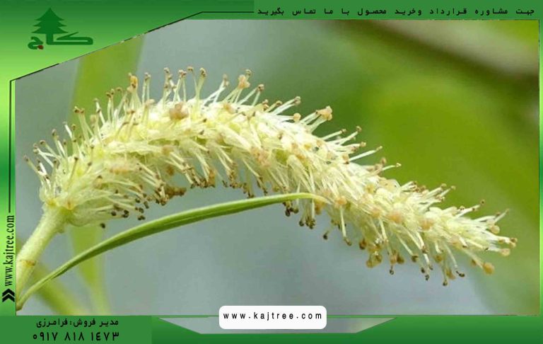 بید-مجنون1