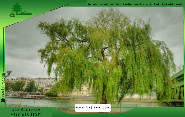 بیدمجنون3