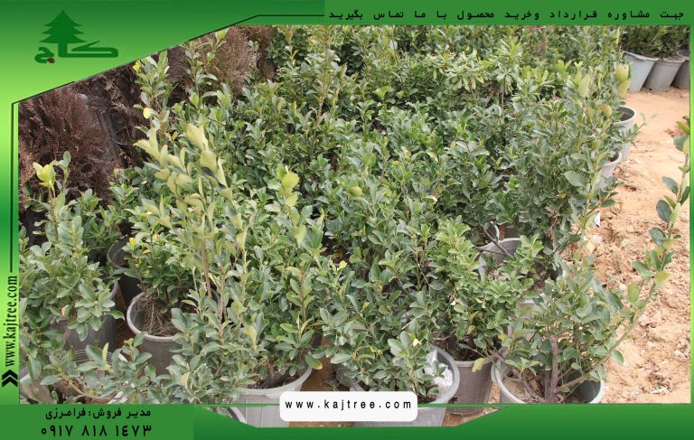 سدروس44