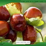 عناب شیراز