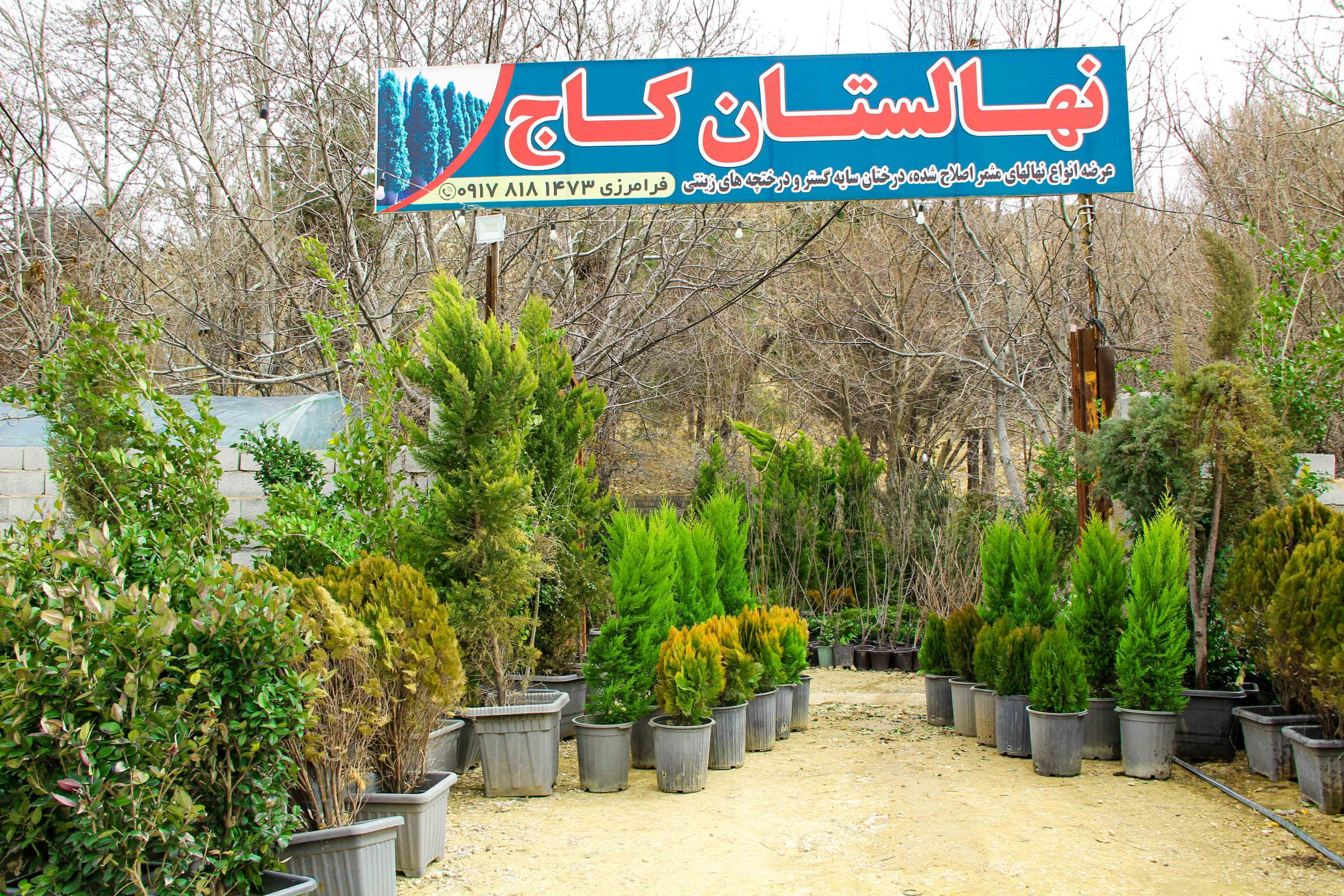 نهالستان کاج شیراز scaled