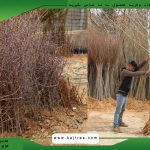 یوکا شیراز scaled